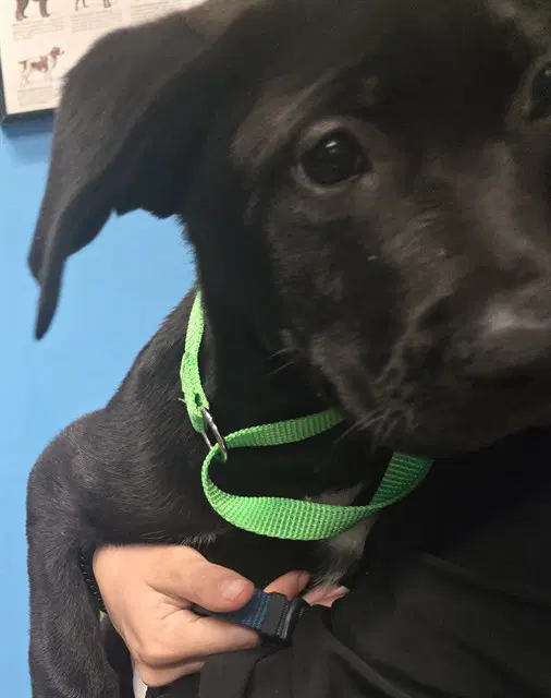 Unknown - Labrador Retriever