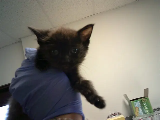 Cleo - Domestic Short Hair