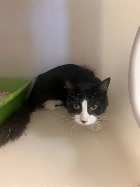 Unknown - Domestic Long Hair