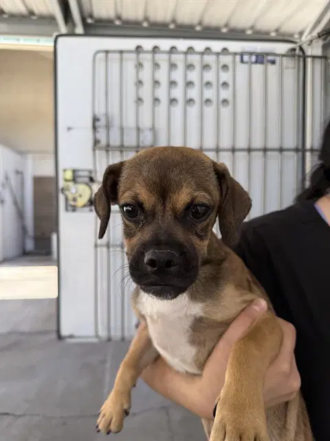 Unknown - Pug