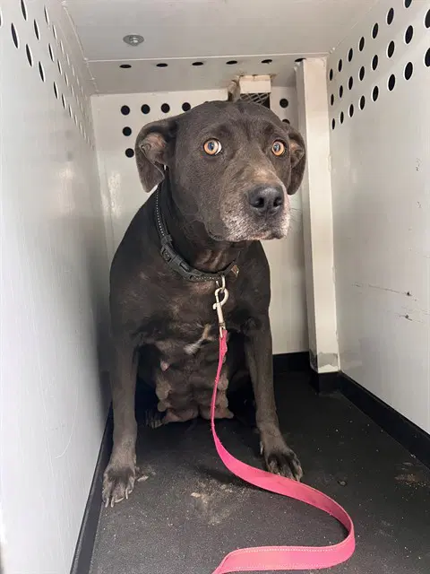 Unknown - Pit Bull Terrier