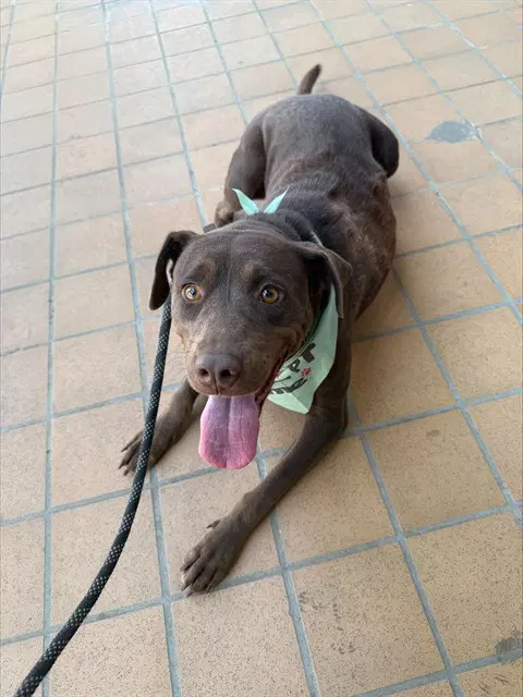Charlie - Labrador Retriever