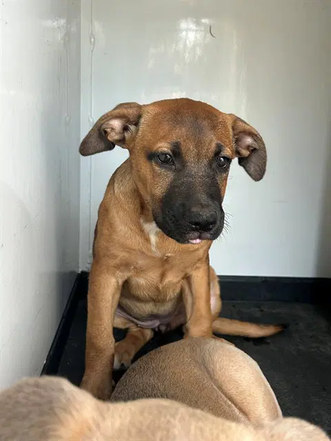 Unknown - Pit Bull Terrier