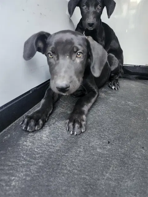 Unknown - Labrador Retriever