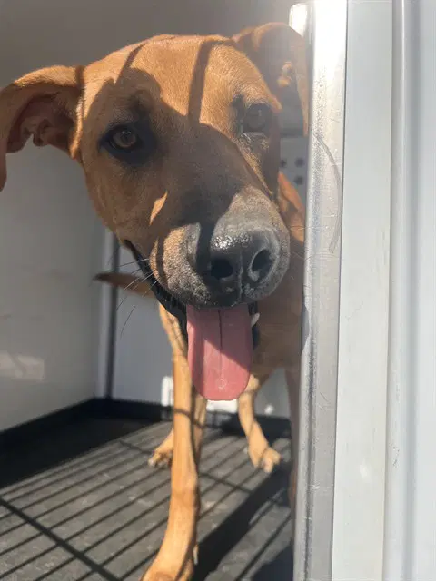 Unknown - Labrador Retriever