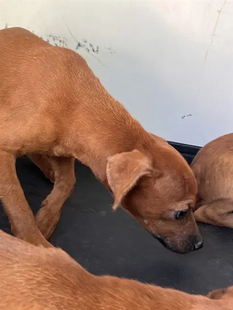 Unknown - Chihuahua