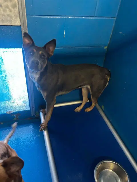 Gigi - Australian Kelpie
