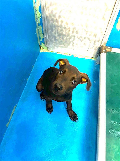 picture of the dog needing adoption