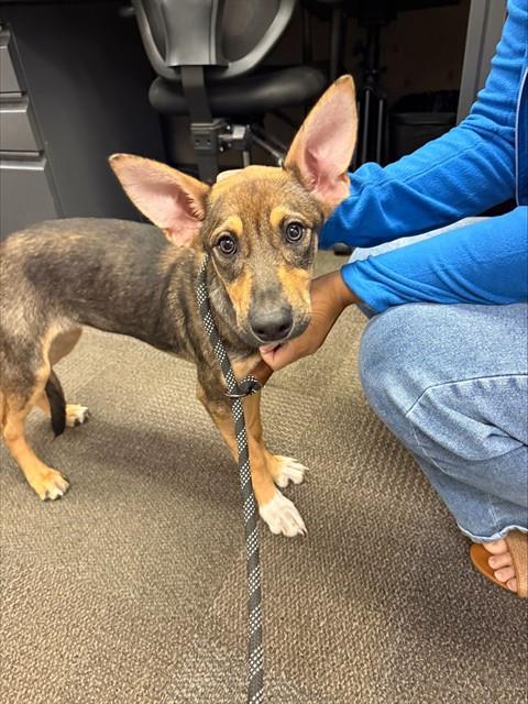 picture of the dog needing adoption