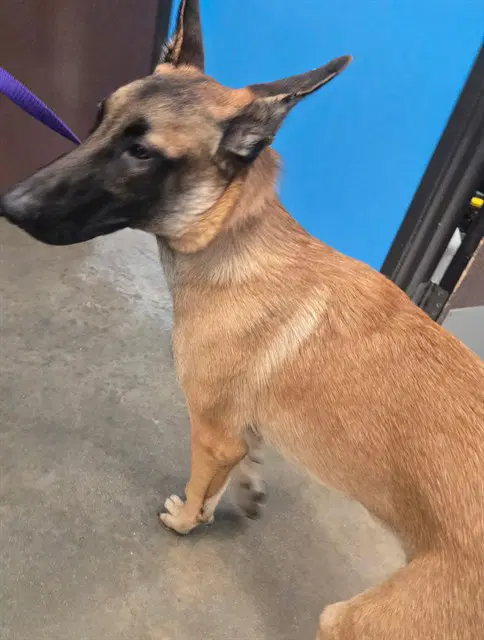 Unknown - Belgian Shepherd Malinois