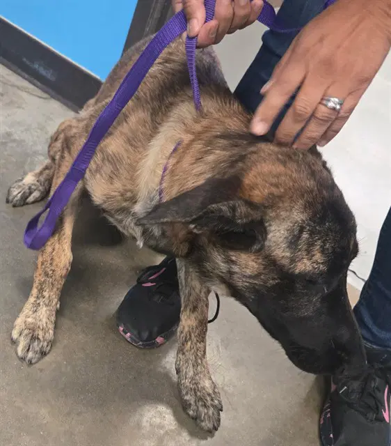 Unknown - Belgian Shepherd Malinois