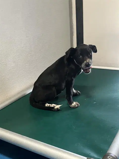 Unknown - Queensland Heeler