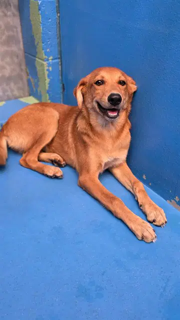 Unknown - German Shepherd Dog