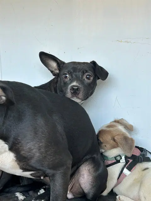 Unknown - Pit Bull Terrier