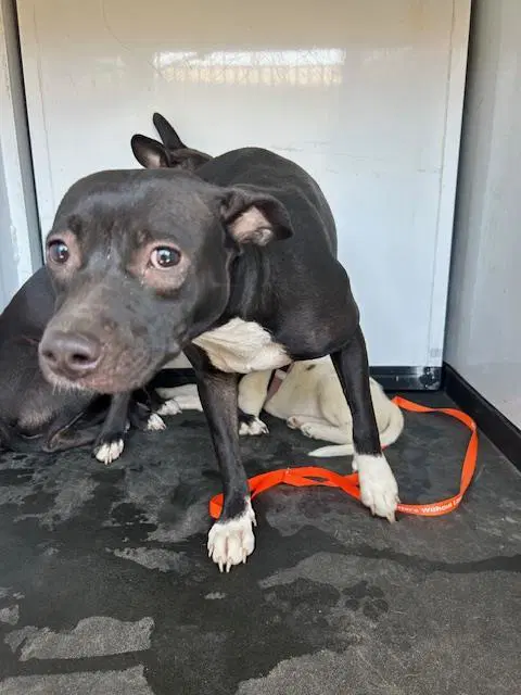 Unknown - Pit Bull Terrier