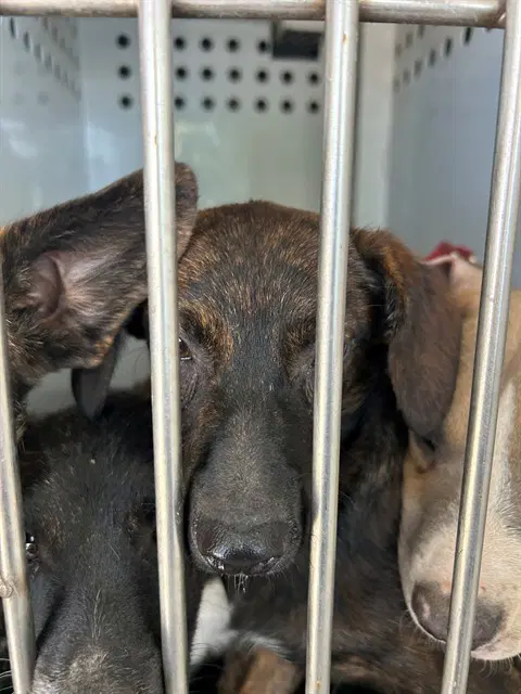 Unknown - German Shepherd Dog