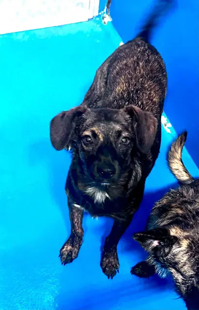 Unknown - German Shepherd Dog