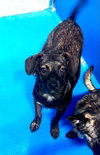 A170964 — Bakersfield, CA Adoption