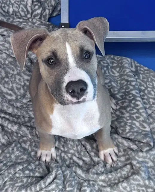 Unknown - Pit Bull Terrier