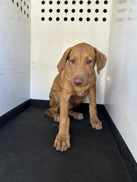 Unknown - Labrador Retriever