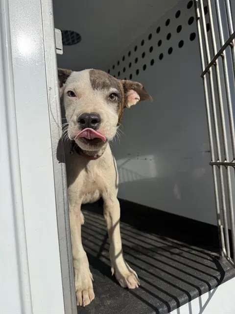 Unknown - Pit Bull Terrier