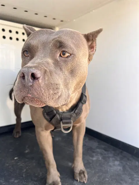 Unknown - Pit Bull Terrier
