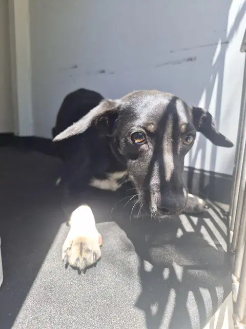 Unknown - Chihuahua