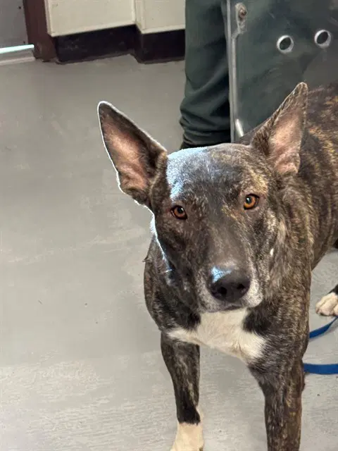 Unknown - Pit Bull Terrier
