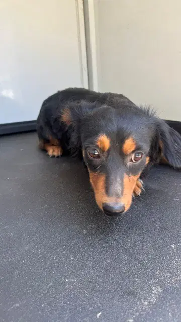 Unknown - Dachshund