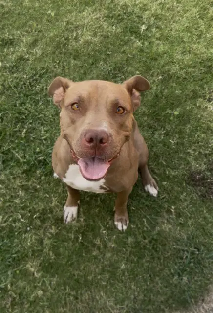 Ladybug - Pit Bull Terrier
