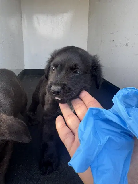 Unknown - Labrador Retriever