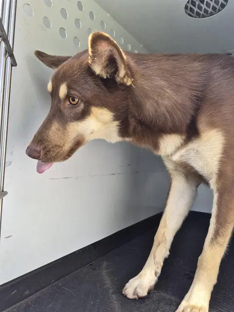 Unknown - Husky