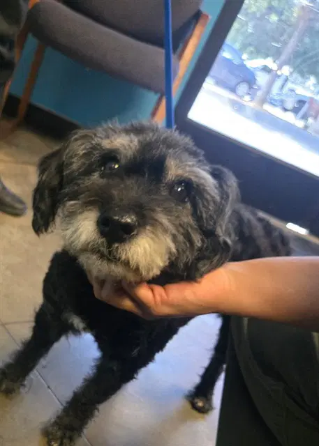 Unknown - Terrier