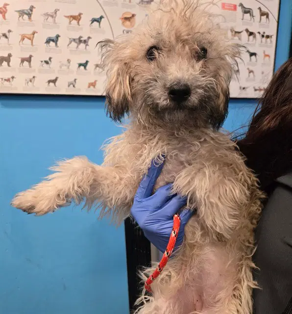 Unknown - Maltese