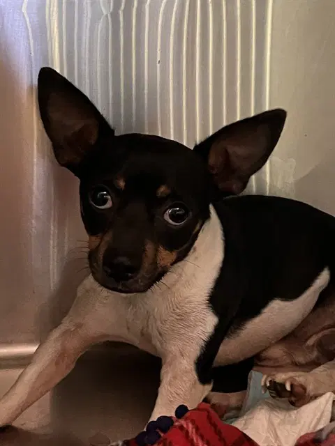 Unknown - Chihuahua