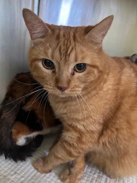 Garfield - Domestic Short Hair