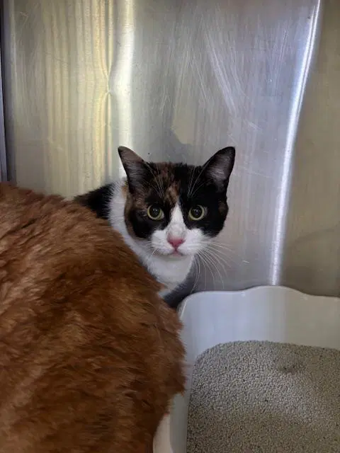 Unknown - Domestic Medium Hair