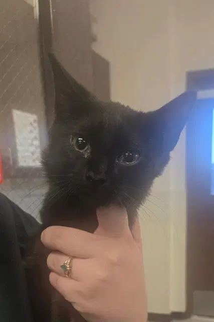 Unknown - Domestic Short Hair
