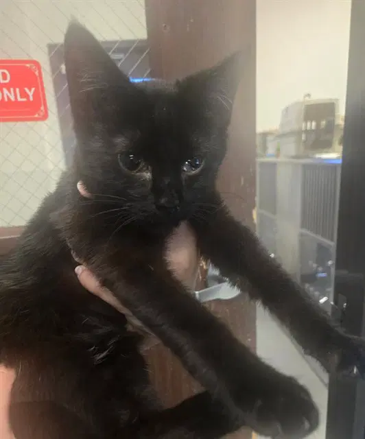 Unknown - Domestic Short Hair