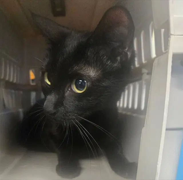 Unknown - Domestic Short Hair