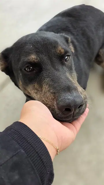 Bella - German Shepherd Dog
