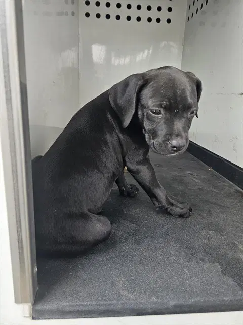 Puppup - Labrador Retriever