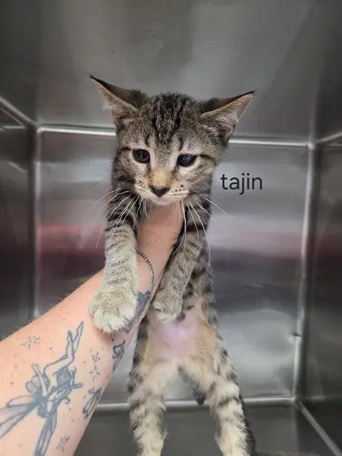 Tajin - Domestic Short Hair
