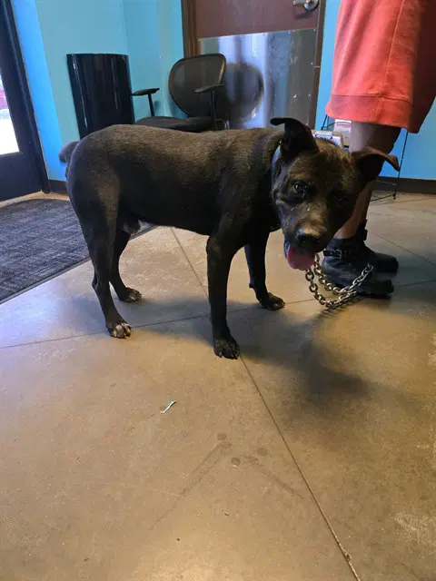Unknown - Labrador Retriever