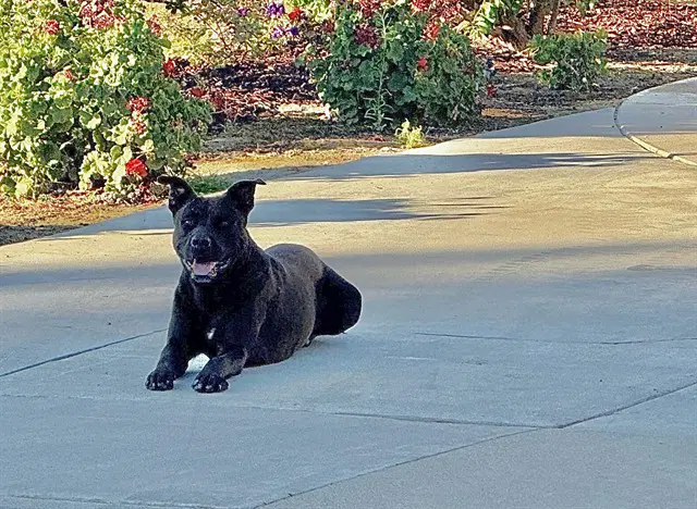 Shadow - Labrador Retriever