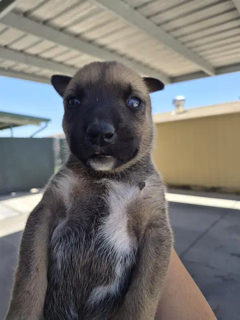 Unknown - German Shepherd Dog