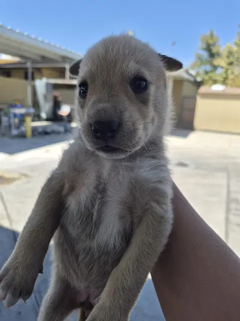 Unknown - German Shepherd Dog