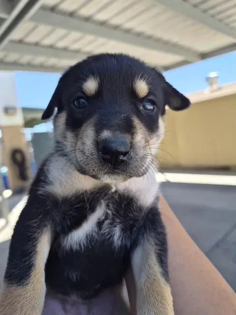 Unknown - German Shepherd Dog