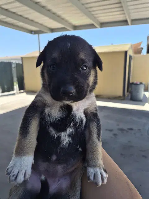 Unknown - German Shepherd Dog