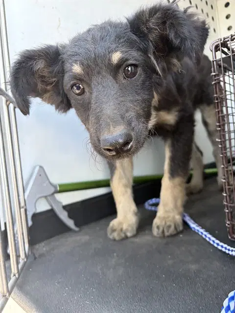 Unknown - German Shepherd Dog